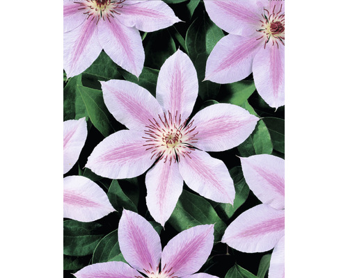 Klematis OMNIA GARDEN Clematis (Tidiga Storblommiga Gruppen) 'Jan Pawel II' 3-pack