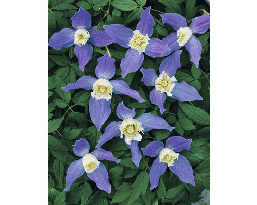 Klematis OMNIA GARDEN Clematis alpina 3-pack