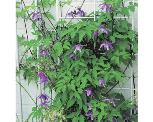 Klätterväxt med lila blommor och gröna blad på en spaljé