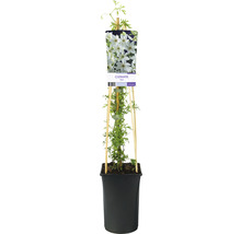 Klematis OMNIA GARDEN Clematis (Forsteri-Gruppen) 'Joe' 3-pack
