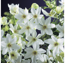 Klematis OMNIA GARDEN Clematis (Forsteri-Gruppen) 'Joe' 3-pack