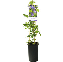Klematis OMNIA GARDEN Clematis (Atragene-Gruppen) 'Maidwell Hall' 3-pack