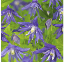 Klematis OMNIA GARDEN Clematis (Atragene-Gruppen) 'Maidwell Hall' 3-pack