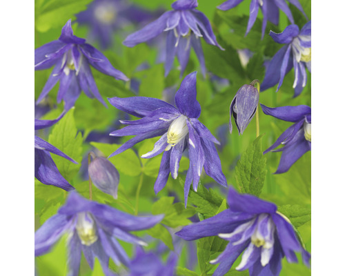Klematis OMNIA GARDEN Clematis (Atragene-Gruppen) 'Maidwell Hall' 3-pack Närbild av blå klematisblommor med gröna blad