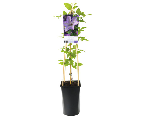 Klematis i kruka med spaljé