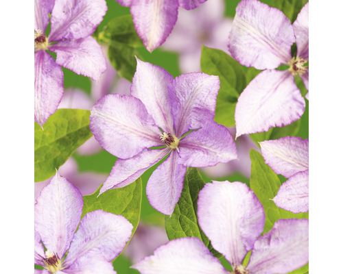 Klematis OMNIA GARDEN Clematis (Sena Storblommiga Gruppen) 'Margaret Hunt' 1-pack