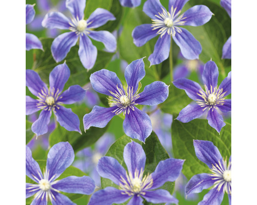 Klematis OMNIA GARDEN Clematis (Integrifolia-Gruppen) 'Arabella' 5-pack Närbild av klematisblommor och blad