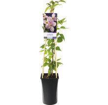 Klematis OMNIA GARDEN Clematis (Montana-Gruppen) 'Mayleen' 3-pack
