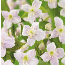 Klematis OMNIA GARDEN Clematis (Montana-Gruppen) 'Mayleen' 3-pack