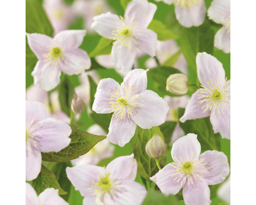 Närbild av klematisblommor och blad