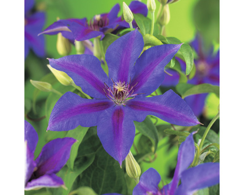 Klematis OMNIA GARDEN Clematis (Tidiga Storblommiga Gruppen) 'Mrs N. Thompson' 1-pack Klematis OMNIA GARDEN Clematis (Tidiga Storblommiga Gruppen) 'Mrs N. Thompson' 1-pack