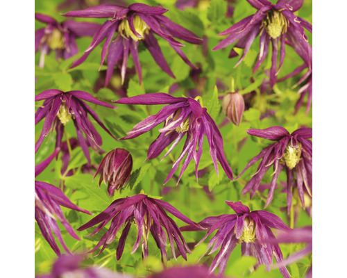 Klematis OMNIA GARDEN Clematis (Atragene-Gruppen) Octopus 'Zooct' 5-pack Klematisväxt med purpurfärgade blommor