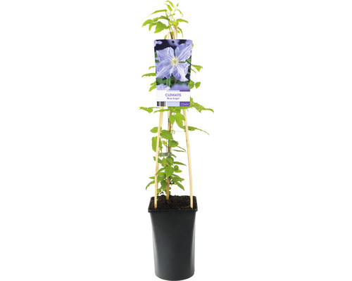 Klematis Blue Angel växt i kruka med klätterhjälp