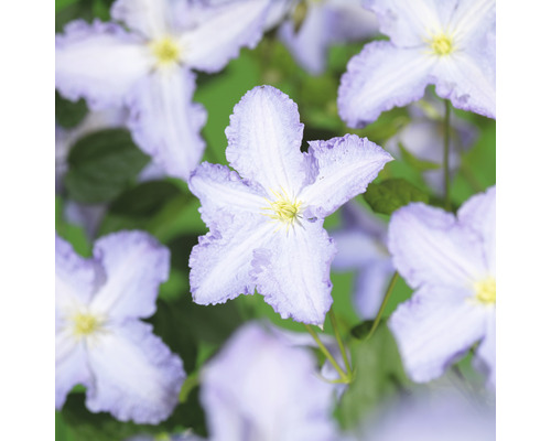 Klematis OMNIA GARDEN Clematis (Sena Storblommiga Gruppen) Blue Angel 'Blekitny Aniol' 5-pack