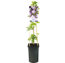 Klematis OMNIA GARDEN Clematis (Viticella-Gruppen) Pernille 5-pack
