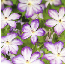 Klematis OMNIA GARDEN Clematis (Viticella-Gruppen) Pernille 5-pack