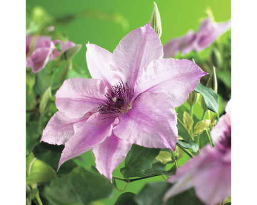 Klematis OMNIA GARDEN Clematis (Sena Storblommiga Gruppen) 'Pink Fantasy' 3-pack