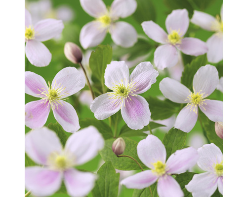 Klematis OMNIA GARDEN Clematis (Montana-Gruppen) 'Pink Perfection' 1-pack Närbild av skogsklematisblommor med blad