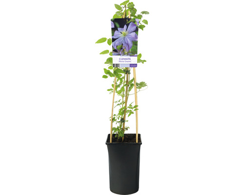 Klematis OMNIA GARDEN Clematis (Sena Storblommiga Gruppen) 'Prince Charles' 5-pack