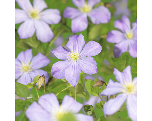 Klematis OMNIA GARDEN Clematis (Sena Storblommiga Gruppen) 'Prince Charles' 1-pack