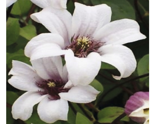 Klematis OMNIA GARDEN Clematis (Texensis-Gruppen) Princess Kate 'Zoprika' 1-pack Närbild av två vitblommande klematis