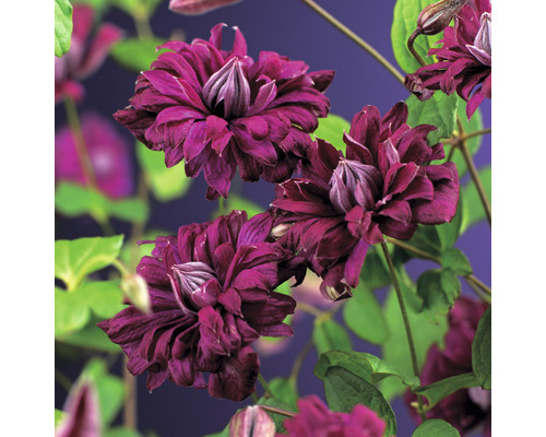 Klematis OMNIA GARDEN Clematis (Viticella-Gruppen) 'Purpurea Plena Elegans' 1-pack Klematis OMNIA GARDEN Clematis (Viticella-Gruppen) 'Purpurea Plena Elegans' 1-pack
