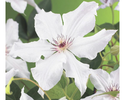 Klematis OMNIA GARDEN Clematis (Tidiga Storblommiga Gruppen) 'Snow Queen' 3-pack