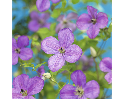Klematis OMNIA GARDEN Clematis 'SoMany Lavender Flowers' 3-pack