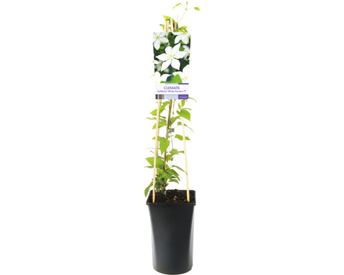 Klematisväxt i kruka med spaljé