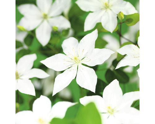 Klematis OMNIA GARDEN Clematis 'SoMany White Flowers' 3-pack