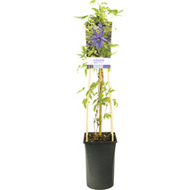 Klematis OMNIA GARDEN Clematis (Atragene-Gruppen) Spiky 'Zospi' 3-pack
