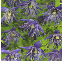 Klematis OMNIA GARDEN Clematis (Atragene-Gruppen) Spiky 'Zospi' 3-pack