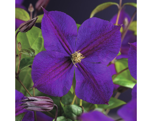 Klematis OMNIA GARDEN Clematis (Sena Storblommiga Gruppen) 'Star of India' 1-pack