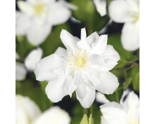 Klematis OMNIA GARDEN Clematis (Tidiga Storblommiga Gruppen) 'Sylvia Denny' 1-pack