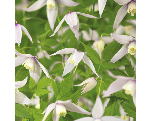 Klematis OMNIA GARDEN Clematis (Atragene-Gruppen) 'Willy' 3-pack