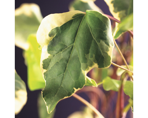 Algerisk Murgröna OMNIA GARDEN Hedera algeriensis 'Gloire de Marengo' 5-pack Närbild av ett murgrönsblad