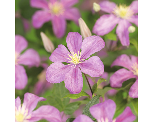 Klematis OMNIA GARDEN Clematis (Sena Storblommiga Gruppen) 'Comtesse de Bouchaud' 3-pack