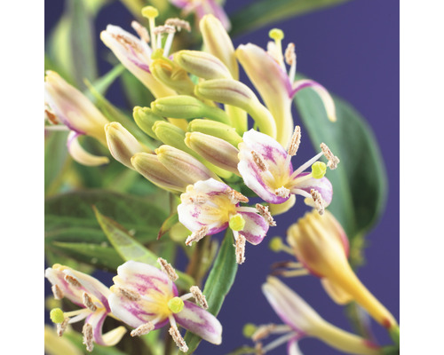 Närbild av kaprifolblommor