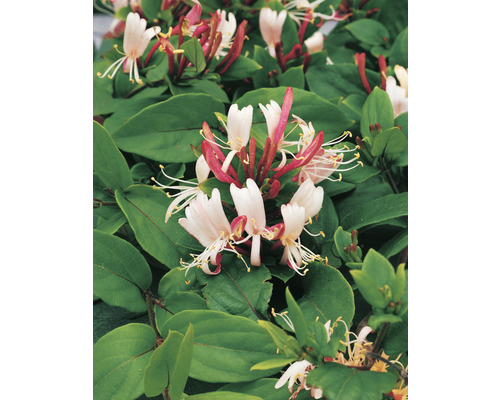 Närbild av kaprifolblommor med gröna blad