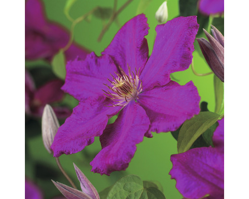 Klematis OMNIA GARDEN Clematis (Sena Storblommiga Gruppen) 'Ernest Markham' 5-pack Klematis OMNIA GARDEN Clematis (Sena Storblommiga Gruppen) 'Ernest Markham' 5-pack