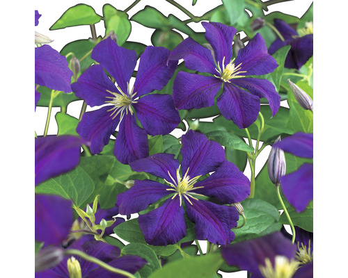 Klematis OMNIA GARDEN Clematis (Viticella-Gruppen) 'Étoile Violette' 1-pack Blommande Klematis planta med gröna blad