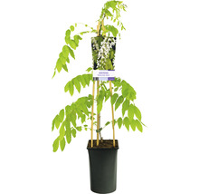 Japanskt Blåregn OMNIA GARDEN Wisteria floribunda 'Alba' 5-pack