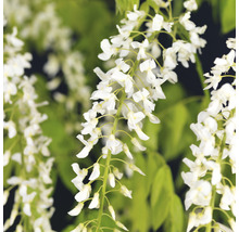 Japanskt Blåregn OMNIA GARDEN Wisteria floribunda 'Alba' 5-pack