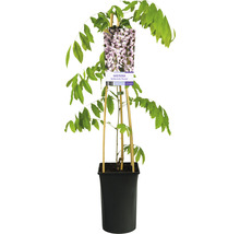 Japanskt Blåregn OMNIA GARDEN Wisteria floribunda 'Rosea' 1-pack