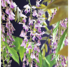 Japanskt Blåregn OMNIA GARDEN Wisteria floribunda 'Rosea' 1-pack