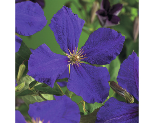Klematis OMNIA GARDEN Clematis (Sena Storblommiga Gruppen) 'Jackmanii' 3-pack Närbild av en blå klematis i trädgården.