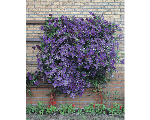 Klematis på en tegelvägg med trägaller
