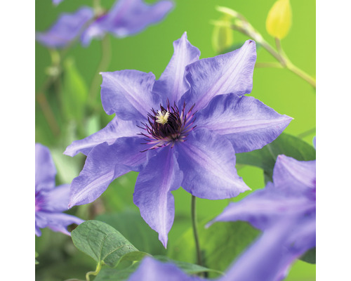 Klematis OMNIA GARDEN Clematis (Tidiga Storblommiga Gruppen) 'Königskind' 1-pack Närbild av en blå klematisblomma