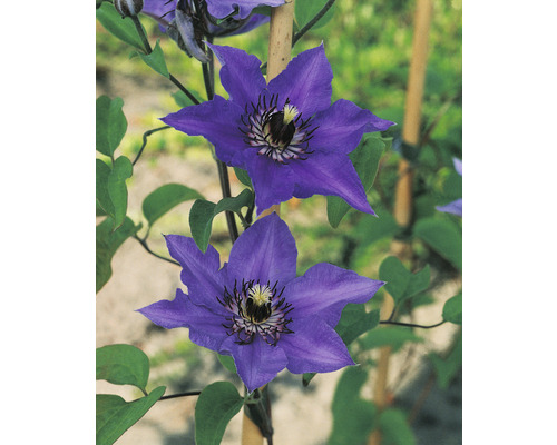 Blommande Clematis-planta med klätterhjälp