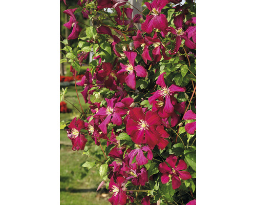 Klematis med blommor